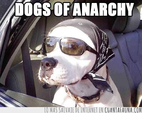 tío duro,carretera,guau,sons of anarchy,perro,dogs,gafas
